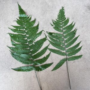 Wood Ferns, Green, Preserved, 55cm