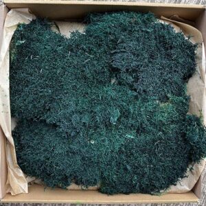 Flat Moss, Deep Sea Green, Preserved