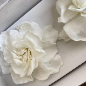 Gardenia Flowers, White, Preserved (Verdissimo®) x3 blooms 6-9cm