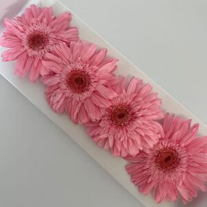 Gerbera Daisies with 25cm Stems, Pink, Preserved, Bloom 8-9cm (Verdissimo®)
