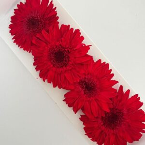 Gerbera Daisies with 25cm Stems, Red, Preserved, Bloom 8-9cm (Verdissimo®)
