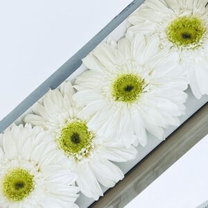 Gerbera Daisies, White, Preserved, 8-9cm (Verdissimo®)