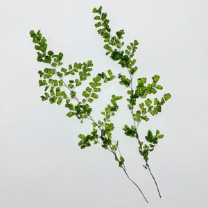 Lutti Ferns, Fresh Green, Preserved (Earth Matters®) 25cm