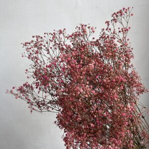 Gypsophila, Pink Shades, Preserved (Baby’s Breath) 100g up to 70cm