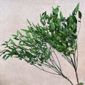 Heavenly Bamboo, Green, Preserved (Nandina) 25-40cm