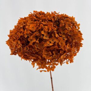 Hydrangea arb. ‘Annabelle’, Autumn Dark Orange, Preserved, 50-60cm Bloom 26-28cm (Extra Large)