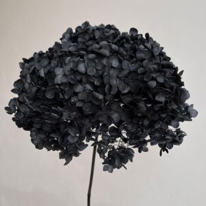 Hydrangea arb. ‘Annabelle’, Black, Preserved, 30cm Bloom 21-25cm (Large)