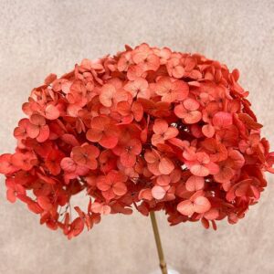 Hydrangea arb. ‘Annabelle’, Chilli Pepper, Preserved, 50cm+ Bloom 22-26cm (Large)
