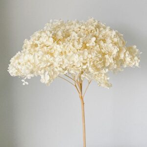 Hydrangea arb. ‘Annabelle’, Creamy White, Preserved, 55cm Bloom 21-25cm (Large)
