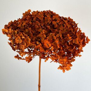 Hydrangea arb. ‘Annabelle’, Dark Orange, Preserved, 50-60cm Bloom 21-25cm (Large)