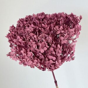 Hydrangea arb. ‘Annabelle’, Dusky Plum, Preserved, 50-60cm Bloom 21-25cm (Large)