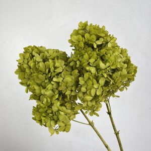 Hydrangea Paniculata, Chartreuse Green, Preserved, Earth Matters® (Small to Medium)