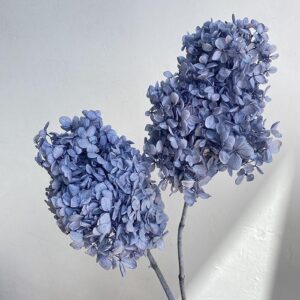 Hydrangea Paniculata, Indigo Blue, Preserved, Earth Matters® (Small to Medium)