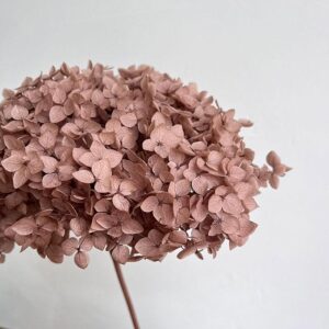 Hydrangea arb. ‘Annabelle’, Nude, Preserved, 50-60cm Bloom 21-24cm (Large)