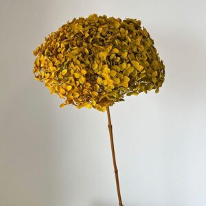 Hydrangea arb. ‘Annabelle’, Ochre Yellow, Preserved, 50-60cm Bloom 26-28cm (Extra Large)