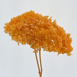 Hydrangea arb. ‘Annabelle’, Orange, Preserved, up to 70cm Bloom 21-25cm (Large)
