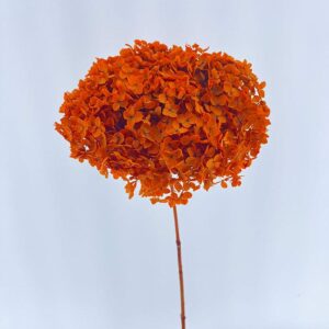 Hydrangea arb. ‘Annabelle’, Deep Orange, Preserved, 50-60cm Bloom 21-25cm (Large)
