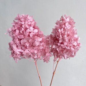Hydrangea Paniculata, Pale Pink, Preserved, Earth Matters® (Small to Medium)
