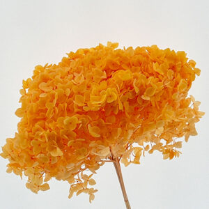 Hydrangea arb. ‘Annabelle’, Peachy Orange, Preserved, up to 70cm Bloom 21-25cm (Large)