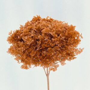 Hydrangea arb. ‘Annabelle’, Sepia Shades, Preserved, up to 70cm Bloom 21-25cm (Large)