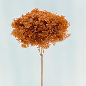 Hydrangea arb. ‘Annabelle’, Sepia Shades, Preserved, up to 70cm Bloom 16-20cm (Medium)