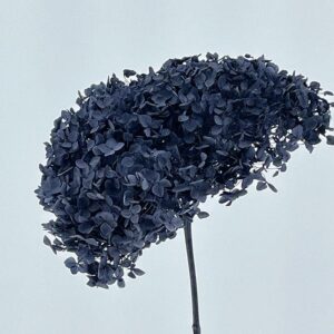 Hydrangea arb. ‘Annabelle’, Charcoal Black, Preserved, 50-60cm Bloom 26-30cm (XL)