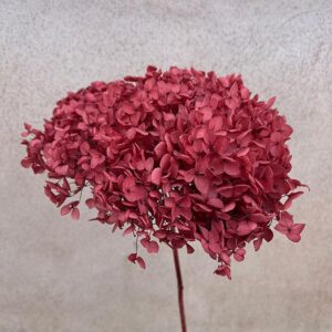 Hydrangea arb. ‘Annabelle’, Dusky Red, Preserved, 50cm Bloom 21-25cm (Large)