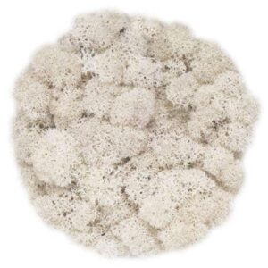 Icelandic Moss, Misty White, Preserved (Reindeer Moss) 100g