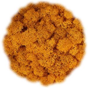 Icelandic Moss, Orange, Preserved (Reindeer Moss) approx 100g