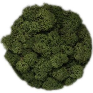 Icelandic Moss, Moss Green, Preserved (Reindeer Moss) approx 100g