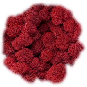 Icelandic Moss, Red, Preserved (Reindeer Moss) approx 500g