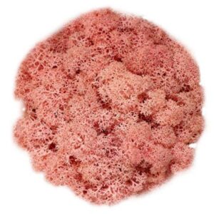 Icelandic Moss, Pale Pink, Preserved (Reindeer Moss) approx 100g