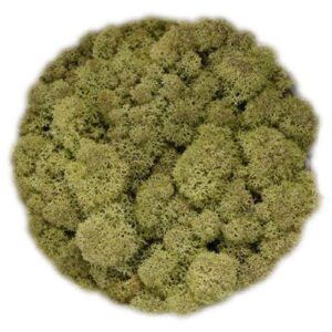 Icelandic Moss, Old Green, Preserved (Reindeer Moss) approx 100g