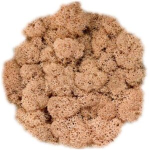 Icelandic Moss, Pale Peach, Preserved (Reindeer Moss) 100g