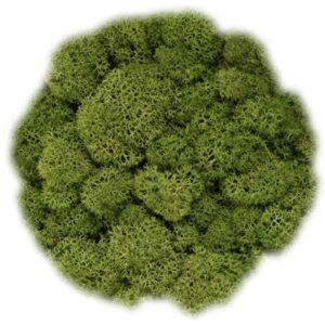 Icelandic Moss, Mid Green, Preserved (Reindeer Mosses) approx 100g