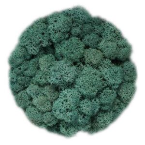 Icelandic Moss, Sea Green, Preserved (Reindeer Moss) approx 100g