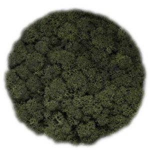Icelandic Moss, Pine Dark Green, Preserved (Reindeer Moss) approx 100g