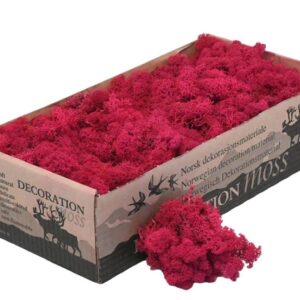Icelandic Moss, Red, Preserved (Reindeer Moss) approx 100g