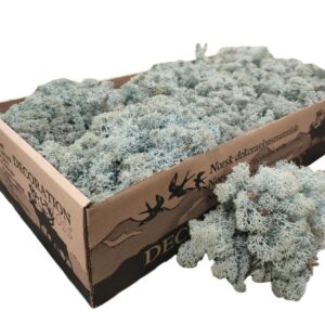 Icelandic Moss, Pale Blue, Preserved (Reindeer Moss) approx 500g
