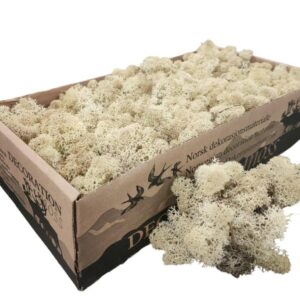 Icelandic Moss, Misty White, Preserved (Reindeer Moss) approx 500g