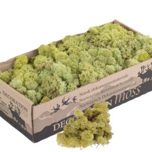 Icelandic Moss, Old Green, Preserved (Reindeer Moss) approx 500g