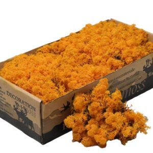 Icelandic Moss, Orange, Preserved (Reindeer Moss) approx 500g