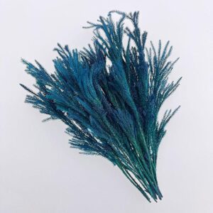 Ishimatsu Clubmoss, Deep Marine Blue, Preserved (Lycopodium) stems 8-28cm