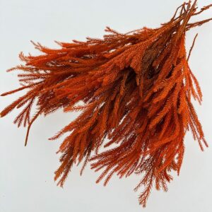 Ishimatsu Clubmoss, Dark Orange, Preserved (Lycopodium) stems 8-28cm