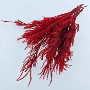 Ishimatsu Clubmoss, Red, Preserved (Lycopodium) stems 8-28cm