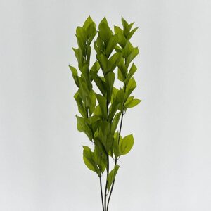 Hard Ruscus, Wasabi Green, Preserved (Earth Matters®) 55cm