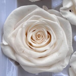 Roses, Ivory Champagne, Preserved, x6 blooms, 6cm (Every Love®)
