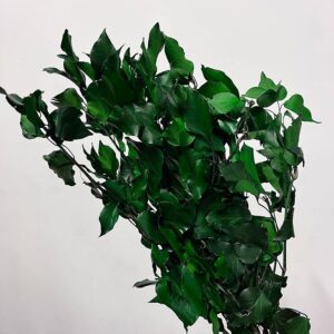 Ivy Leaf, Green, Preserved (Hedera arborescens) up to 55cm