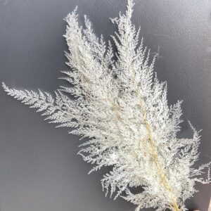 Lace Ferns, Bleached Off White, Preserved (Earth Matters®)