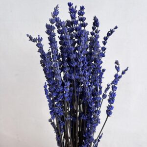 Lavender, Dark Lavender Blue, Preserved (Lavandula) 40-50cm